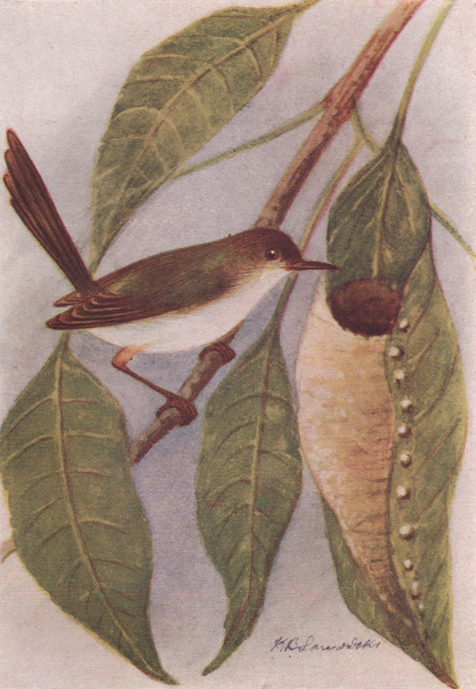 INDIAN BIRDS. The Tailor-Bird 1943 old vintage print picture